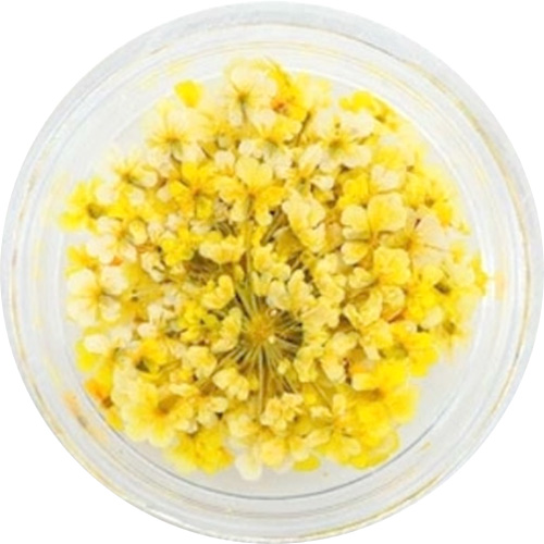 レースフラワー 6.Yellow