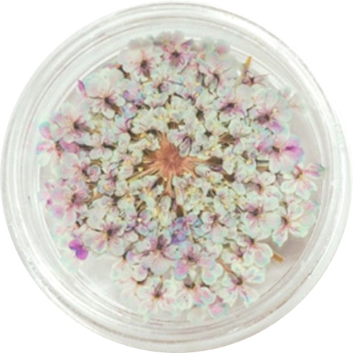 レースフラワー 7.Pale Lavender