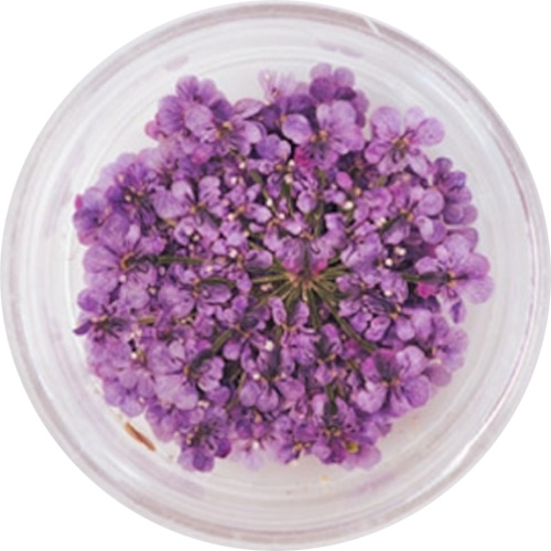 レースフラワー 8.Purple