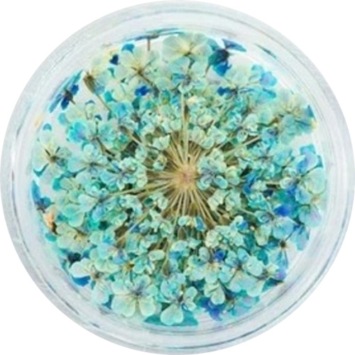レースフラワー 18.Light Blue
