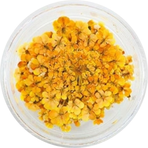 レースフラワー 20.Mustard