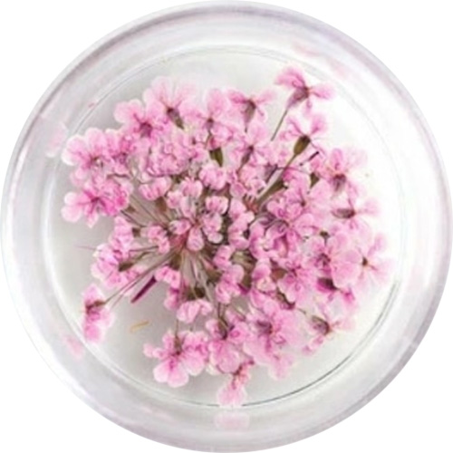 レースフラワー 25.Pink