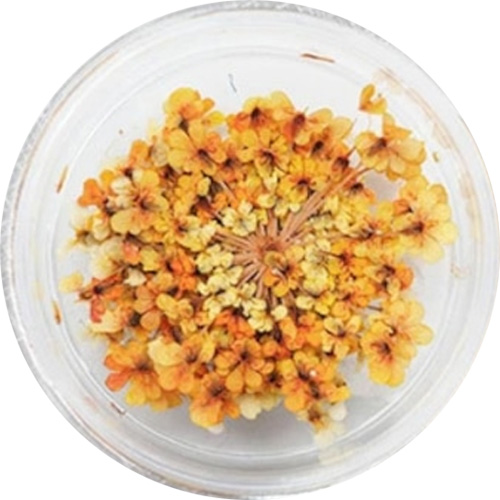 レースフラワー 30.Marigold