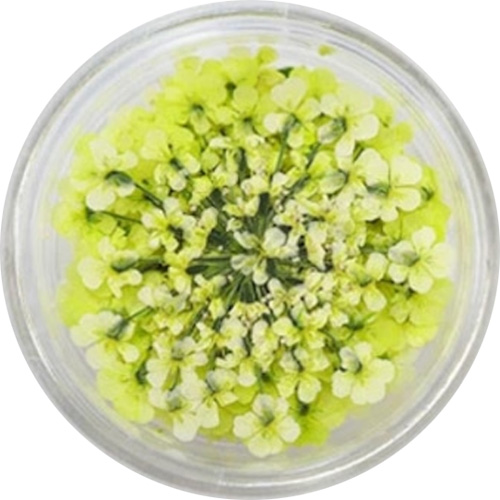 レースフラワー 33.Lime Yellow