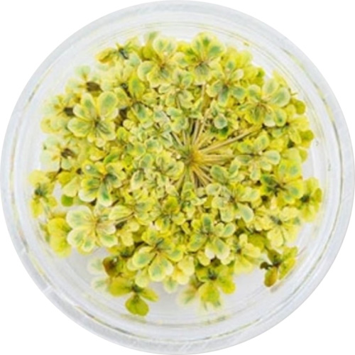 レースフラワー 34.Yellow Green