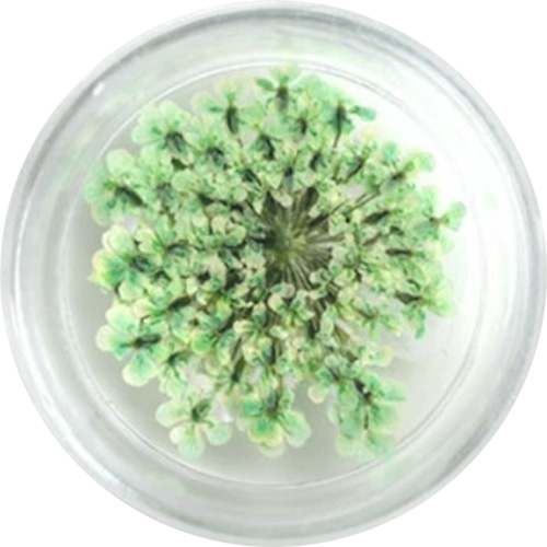 レースフラワー 35.Emerald Green