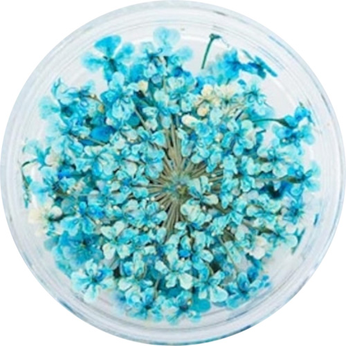 レースフラワー 36.Sky Blue