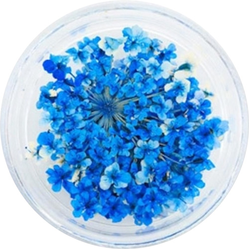 レースフラワー 38.Oriental Blue