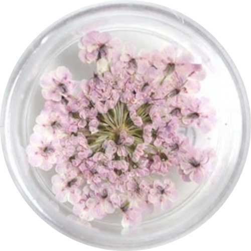 レースフラワー 40.Lavender Pink