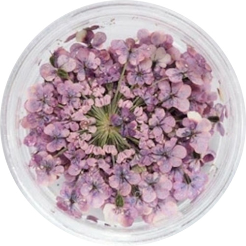 レースフラワー 42.Lilac