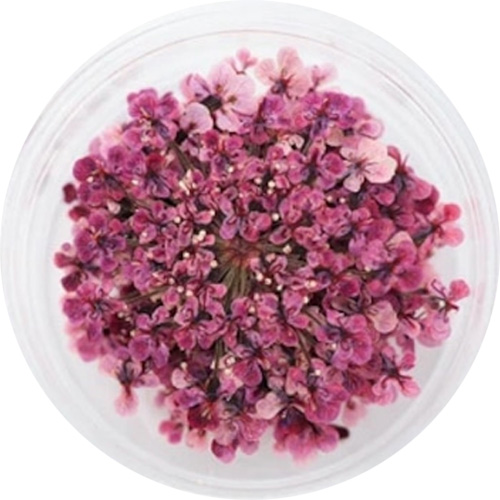 レースフラワー 46.Ruby Pink