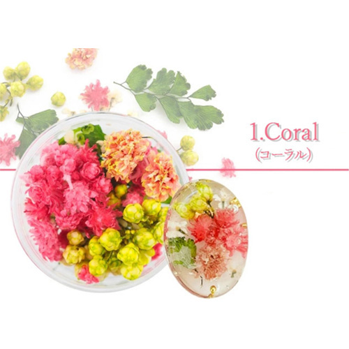 フルレット1 1.Coral